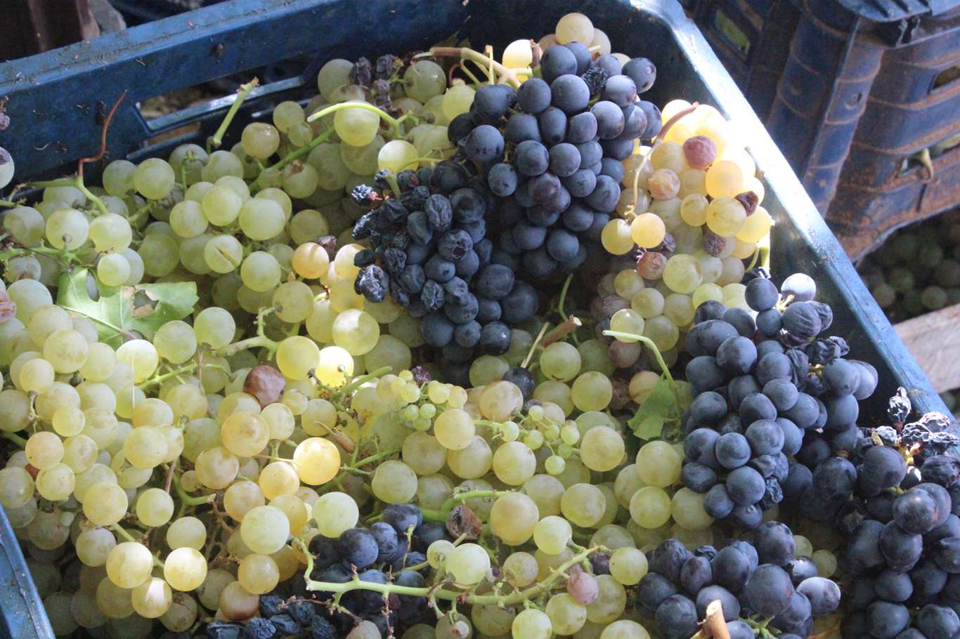 Üzümün pekmez ve pestil olma yolculuğu başladı